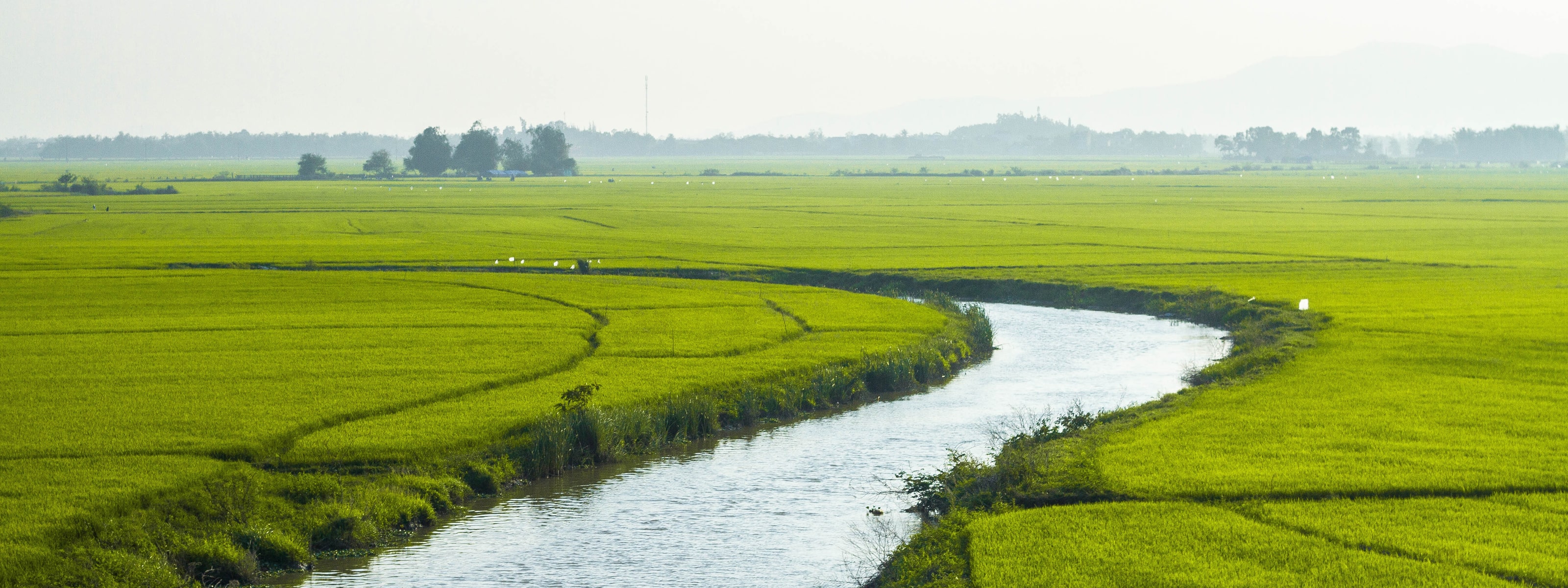 A river flowing through a field