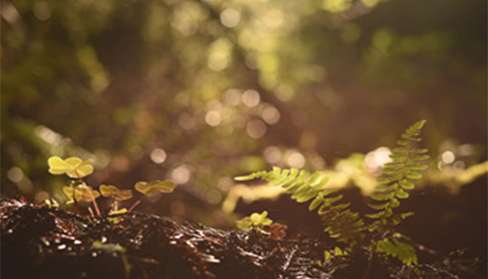 Fungi in forest Image