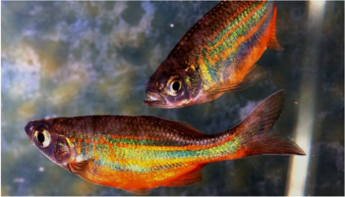 Two orange fish in a tank